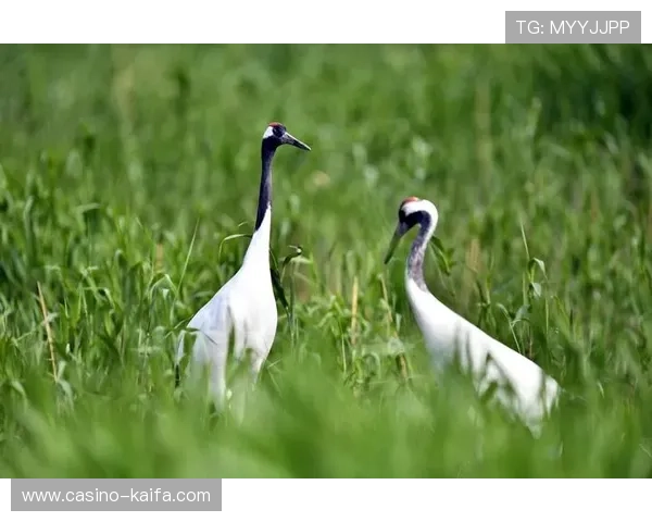 血流成河的近义词大全及其在不同场景中的应用指南
